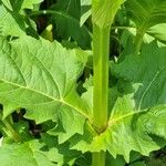 Silphium perfoliatum Leaf