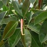 Ficus elastica ফুল