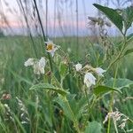 Solanum carolinense Blomst