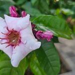 Strophanthus gratus Flower