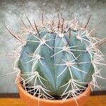 Melocactus azureus Συνήθη χαρακτηριστικά