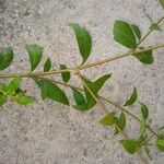 Cuphea racemosa Leaf