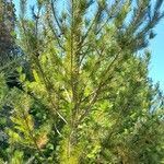 Pinus contorta অভ্যাস