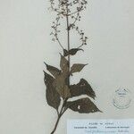 Isodon lophanthoides その他の提案