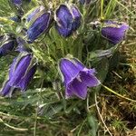Campanula alpina Квітка