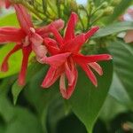 Combretum indicum Flor