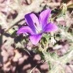 Campanula afra Blüte