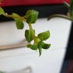 Aptenia cordifolia Yaprak