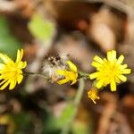 Hieracium murorumLorea