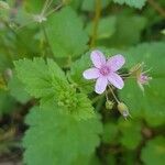 Erodium malacoidesᱵᱟᱦᱟ