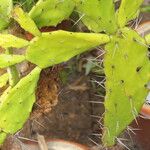 Cylindropuntia imbricata 樹皮