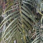 Ptychosperma macarthurii Hoja