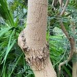Loxostylis alata 树皮