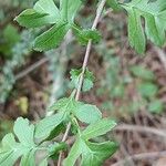 Crataegus × media Leaf