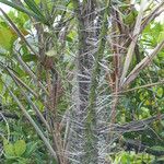 Bactris campestris Folio