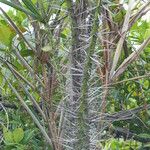 Bactris campestris List