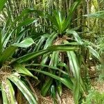 Bromelia karatas পাতা