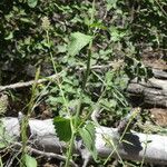 Agastache urticifolia Hàbitat