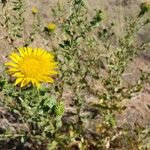 Grindelia squarrosaBlodyn