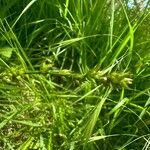 Carex leersii Floare