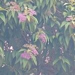 Callicarpa pedunculata Flower