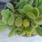 Crassula rogersii Hoja