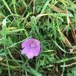 Malva alcea ফুল