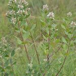 Salicornia obscura Habit