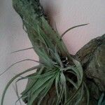 Tillandsia paucifolia 葉