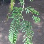 Albizia harveyi Leaf