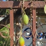 Coccinia grandis Fruit