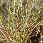 Festuca pallens Hábito