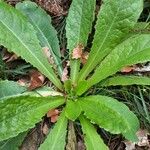 Lactuca virosa Leaf