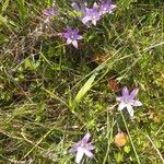 Romulea ligustica Blomst