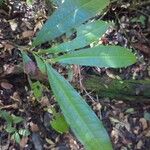 Vantanea parviflora List