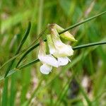 Lathyrus pannonicus Flower