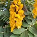 Senna didymobotrya Blüte