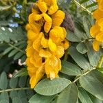 Senna didymobotrya Flor