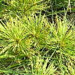 Spinifex longifolius List