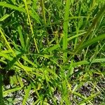 Scirpus atrovirens Leaf