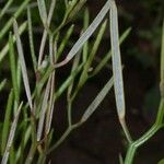 Cardamine bonariensis Fruit