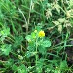 Medicago lupulinaКвітка