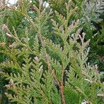 Thuja plicata 叶