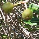 Uapaca bojeri Fruit
