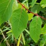 Apocynum androsaemifolium Leaf