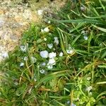 Veronica repens Costuma