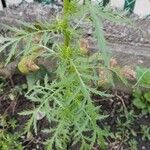 Artemisia biennis Leaf