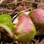 Sarracenia psittacina Yeri