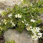 Galium anisophyllon Συνήθη χαρακτηριστικά