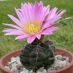 Echinocereus knippelianus Floare